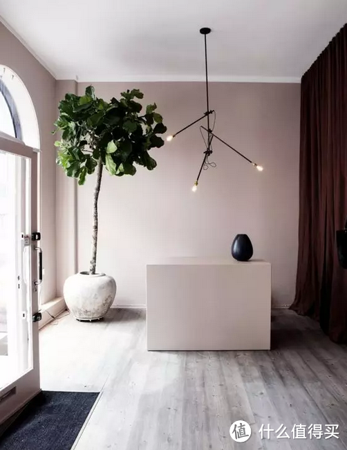 除了琴叶榕、还有这些分分钟提升气质的绿植!