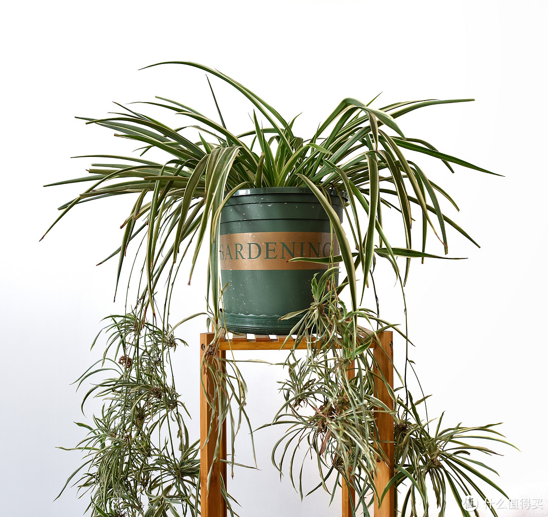 我的封城日记——绿植陪我度过的76天