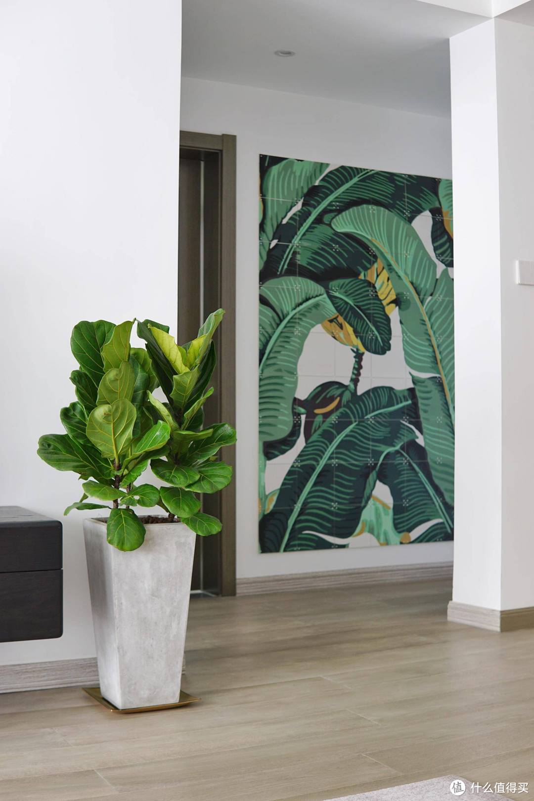 12款居家观叶植物推荐：生活不能没有绿，总有一款适合你