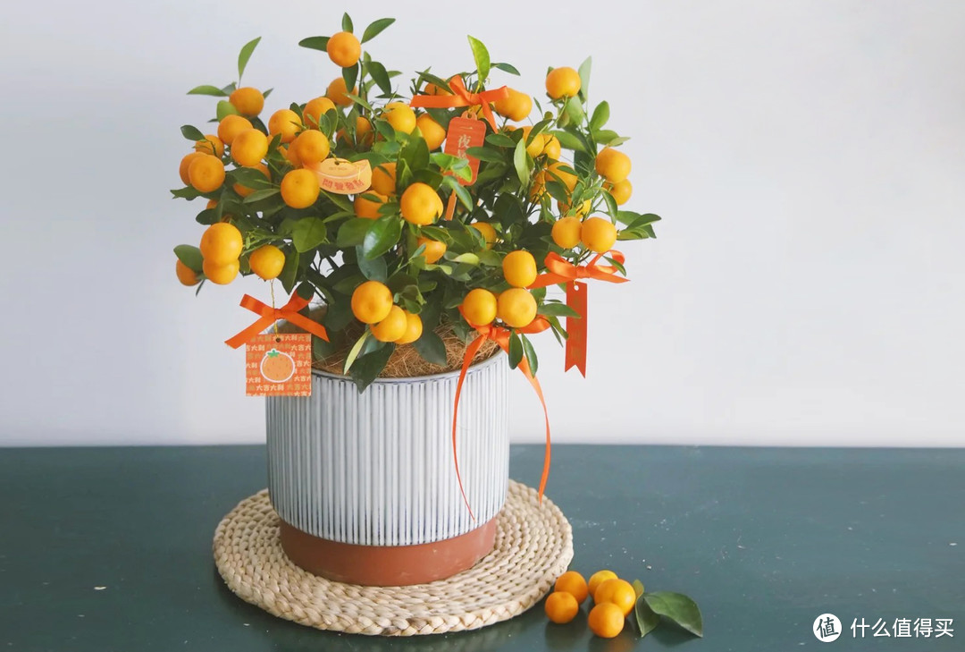 过年必备盆栽 | 20款好看易养的懒人绿植，拼多多店铺低至3元起！附养护心得