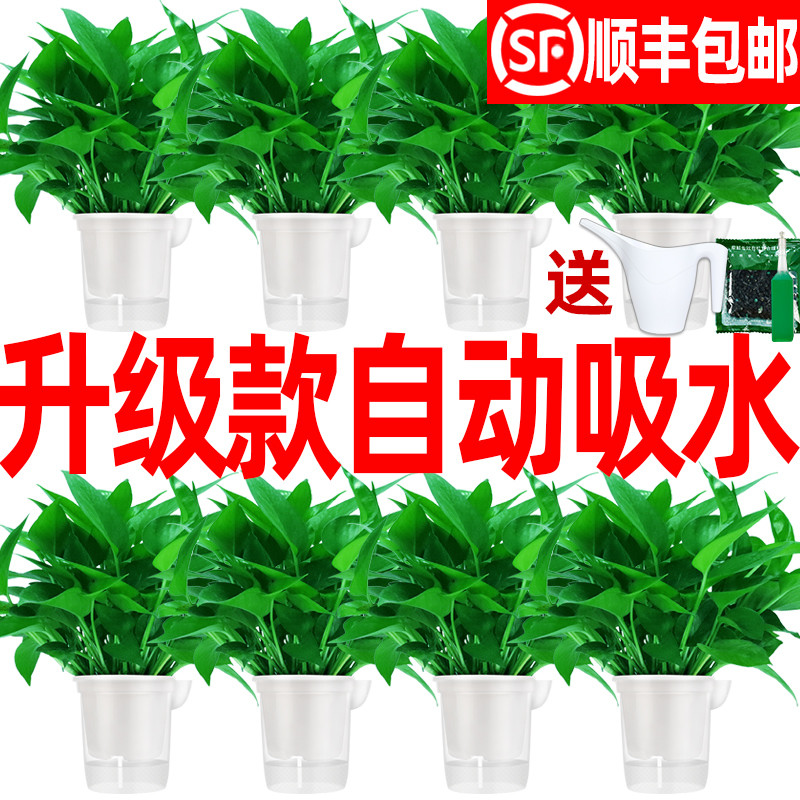 分享下自己几次网购绿植的经历（比较推荐懒人自吸水盆栽）