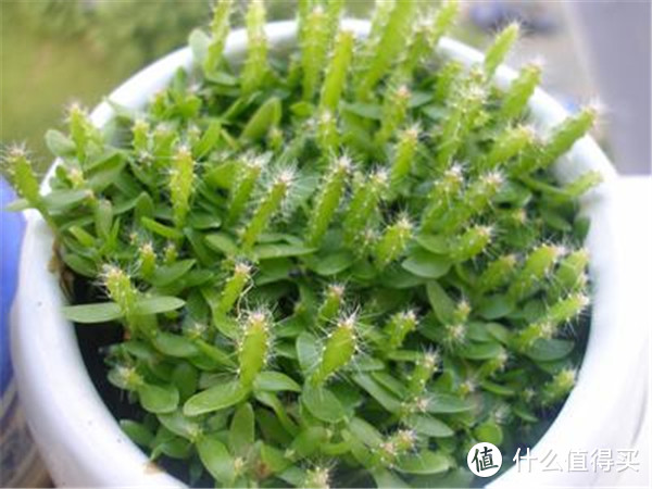 适合在家养护的绿植推荐 火龙果