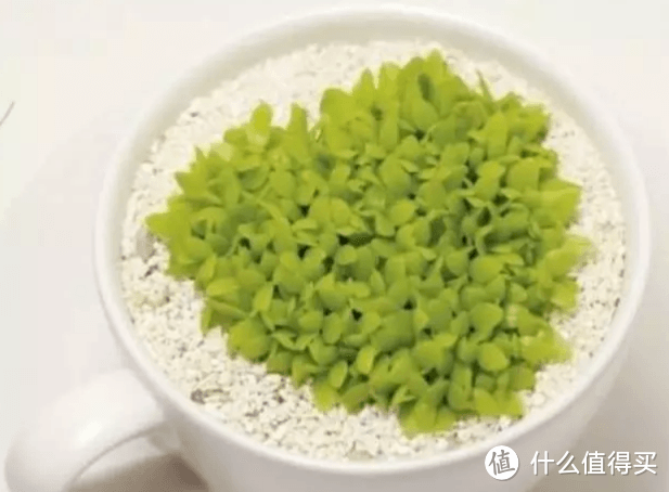 适合在家养护的绿植推荐 火龙果