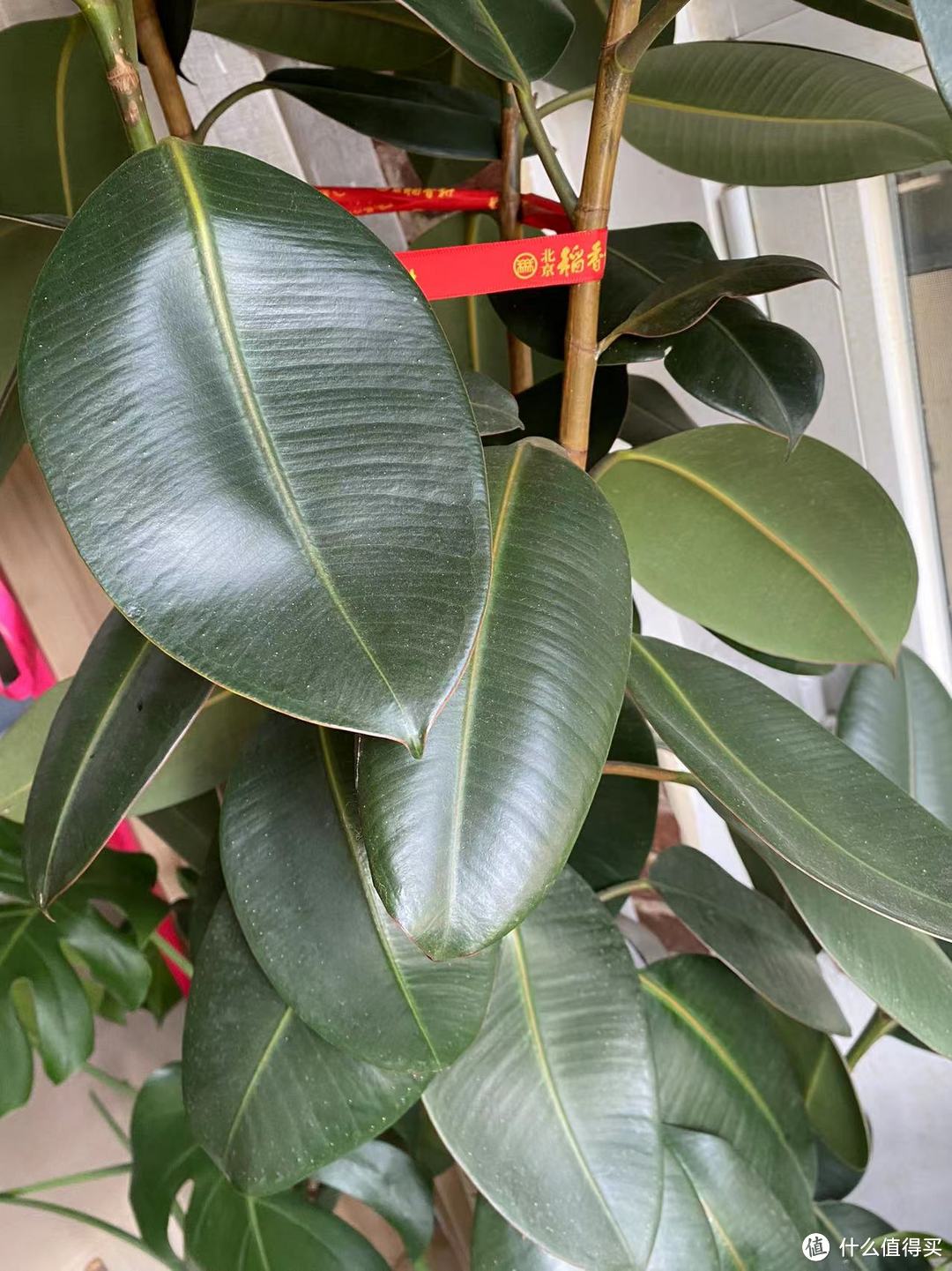 绿植很养眼,简单容易养的绿植推荐及养护攻略