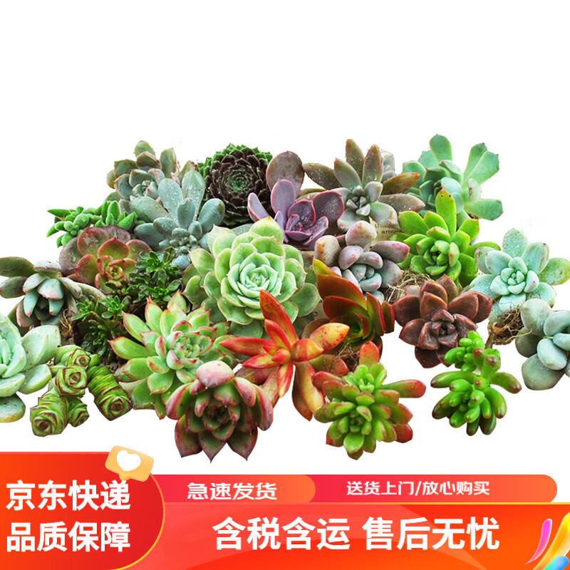 桌面植物推荐——打造绿色办公环境