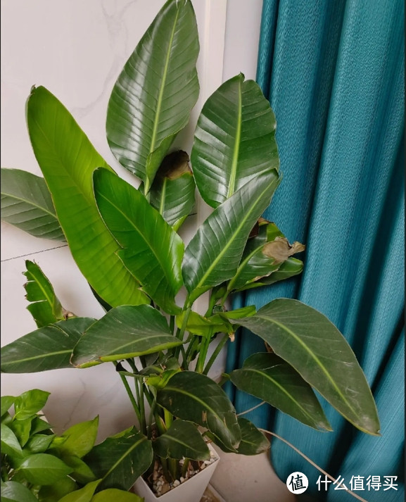 几款好养活的绿植推荐,养对了,美翻你的家!